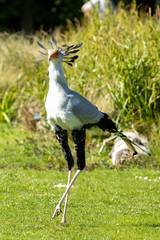 Secretary bird.