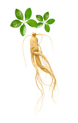 ginseng isolated on white background