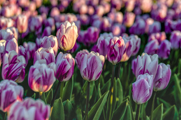 Obraz premium The Purple Tulips