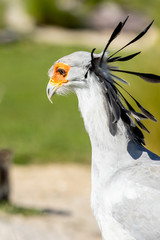 Secretary bird headshot 