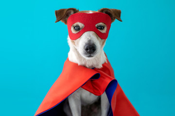Dog super hero costume. little jack russell wearing a red mask for carnival party isolated blue...