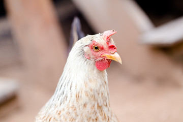 chicken