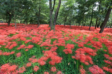 巾着田の曼珠沙華