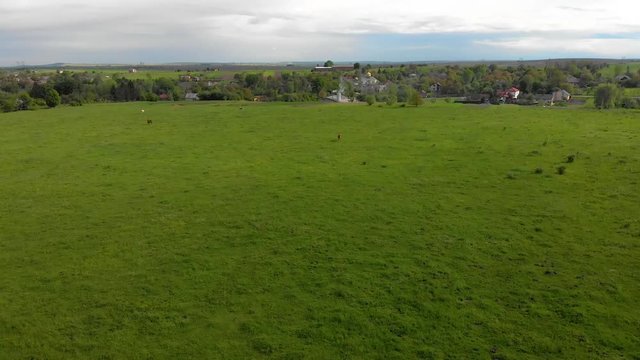lonely horse on the pasture aerial background nature wallpapper