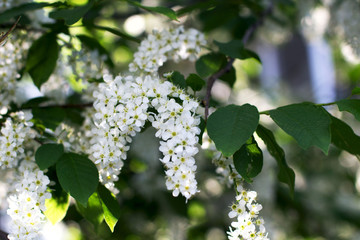 Nature green leaves texture. Background of bird cherry