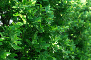 Fototapeta na wymiar Nature green leaves texture. Background of leaf