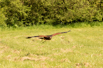 Harris hawk gliding across a field.