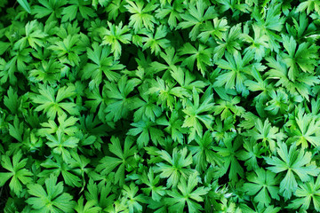 Nature green leaves texture. Background of leaf