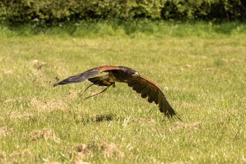 Harris hawk low flying over grass