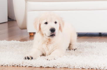 Fluffy retriever puppy sitting on carpet at home