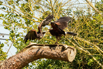 Pair of Harris hawks roosting in tree