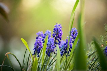 purple flower in garden