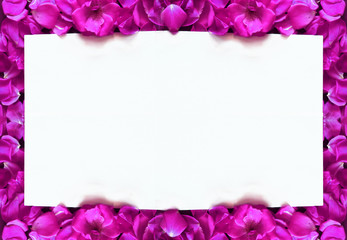 Pink magenta roses surrounding a white background, like a natural frame