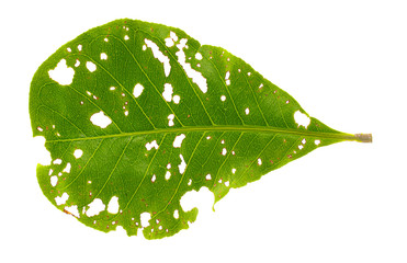 Leaf with holes, eaten by pests isolated on white background