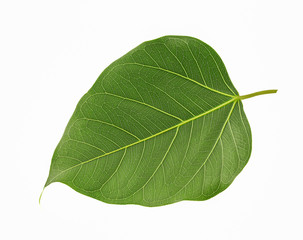 Green bothi leaf (Pho leaf, bo leaf) isolated on white background