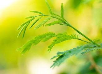 Closeup nature view of green leaf on blurred greenery background in garden ,Young leaf of Leucaena