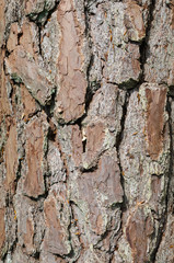 Baum Rinde