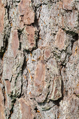 Baum Rinde