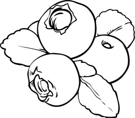 Blueberries and leaves isolated on white background