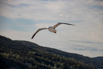 A seagull flying 