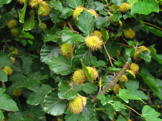 Fagus sylvatica, European beech, common beech, blossom of tree, close-up