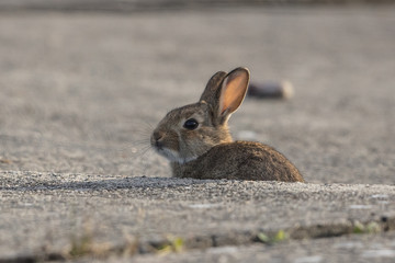 hase