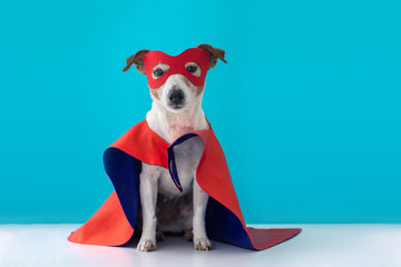 Dog super hero costume. little jack russell wearing a red mask for carnival party isolated blue...