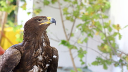Golden eagle