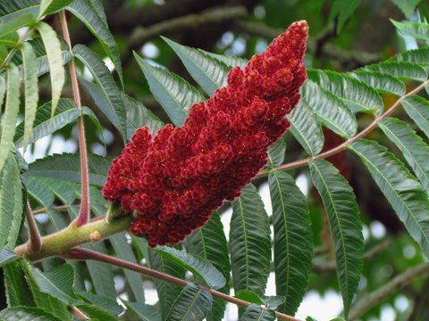 Rhus typhina, red blossom of sumac tree, close-up