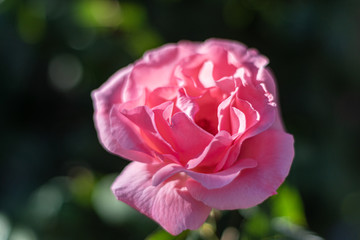 This is a closeup shot of a pink rose flower with a beautiful shallow depth 