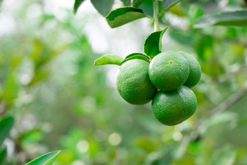 green lemons on the tree