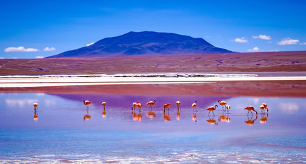 Pink flamingos at exciting lagoon scenery in Bolivia