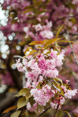 Beautiful cherry blossom sakura in spring time in a central park