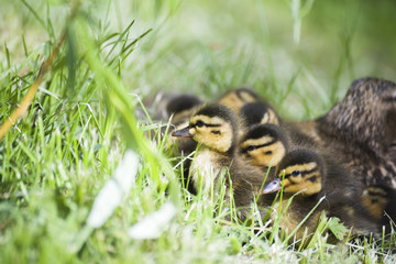 Duck with ducklings. Ducklings. Drake. Duck. Progeny. Wild duck.