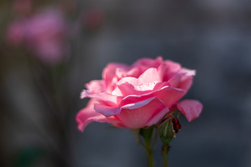 This is a closeup shot of a pink rose flower with a beautiful shallow depth 