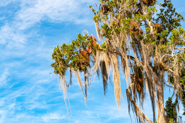 Branches of a big tree with spanish moss draping down side view