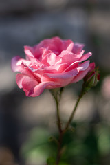 This is a closeup shot of a pink rose flower with a beautiful shallow depth 