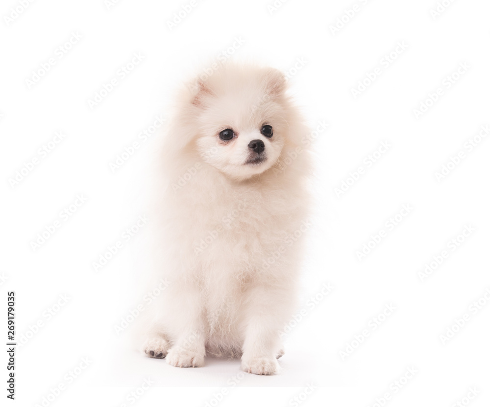 Poster fluffy white puppy spitz breed sitting isolated on white background