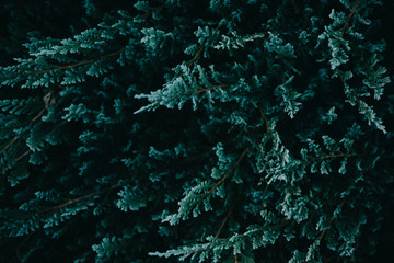 Dark green nature background from above.