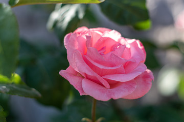 This is a closeup shot of a pink rose flower with a beautiful shallow depth 