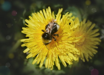 Bumblebee on yellow dandelion flower on dark green blurred background