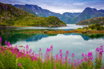 View of the fjord. Rocky seashore with reflection, blue cloudy sky, and blossoming pink flowers....