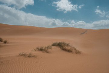 Fototapeta na wymiar sand dunes in the desert with grass and clouds and a blue sky