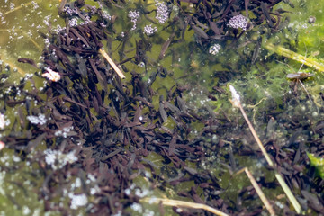 Common frog tadpoles in water, Finland