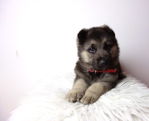 Obraz premium german shepherd puppy of 5 weeks on white background