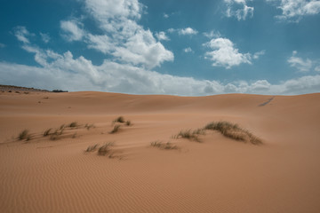Fototapeta na wymiar sand dunes in the desert with grass and clouds and a blue sky