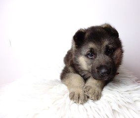 german shepherd puppy of 5 weeks on white background