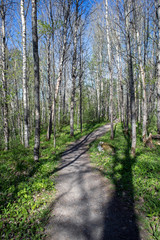 Fototapeta premium ścieżka w lesie na wiosnę, Finlandia
