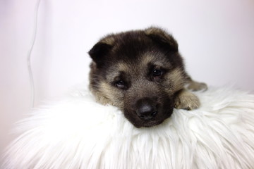 german shepherd puppy of 5 weeks on white background