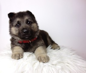 german shepherd puppy of 5 weeks on white background
